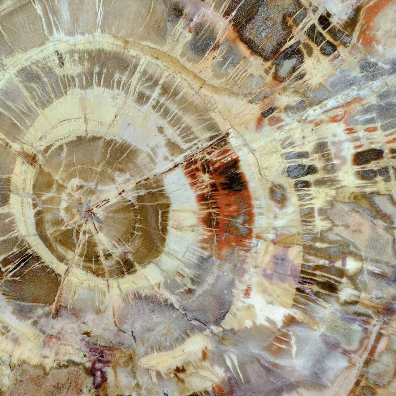 petrified-wood-texture